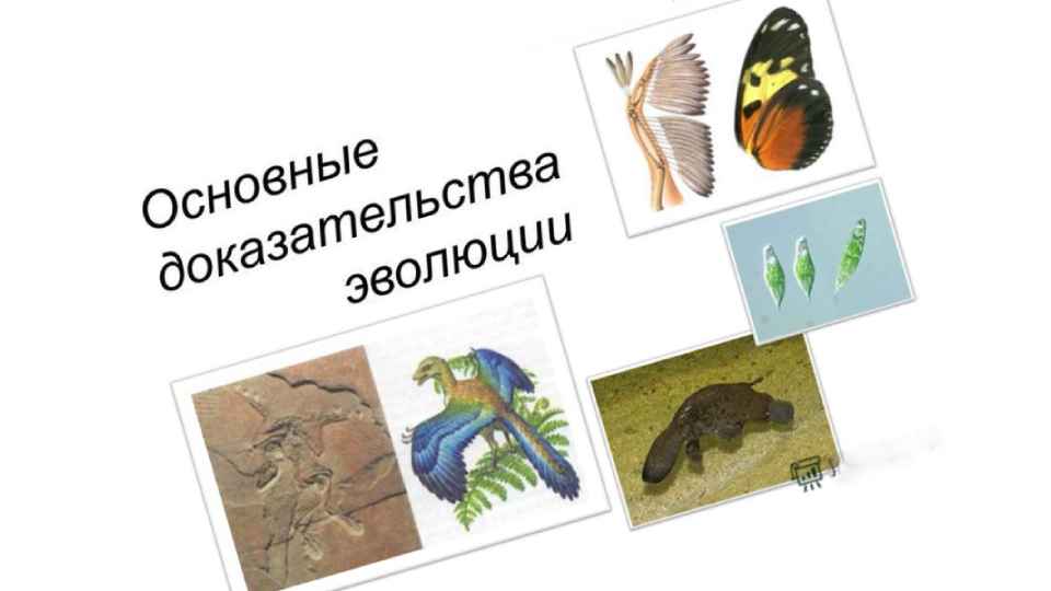 Dokazatel'stva jevoljucii na Zemle.jpg